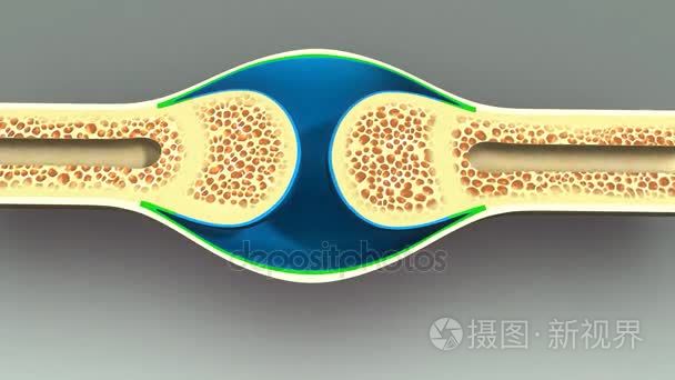 人类骨部分解剖视频