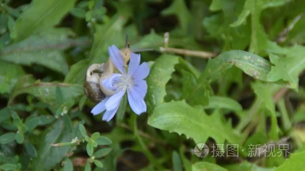 蜗牛计数一朵紫色的花的花瓣视频