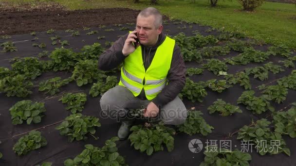 谈电话和除草草莓的园丁视频