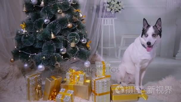 狗在室内的圣诞装饰。附近在客厅里的圣诞树宠物谎言