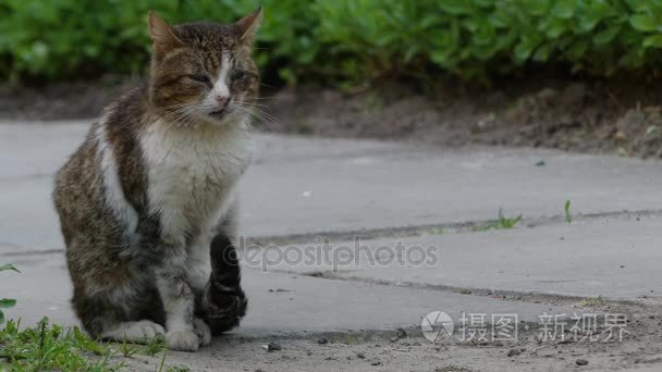 行走在夏天城市公园的绿色草地上的流浪猫