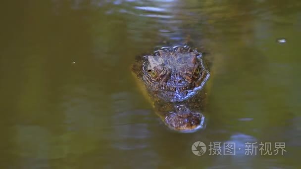 在河上的野生鳄鱼视频