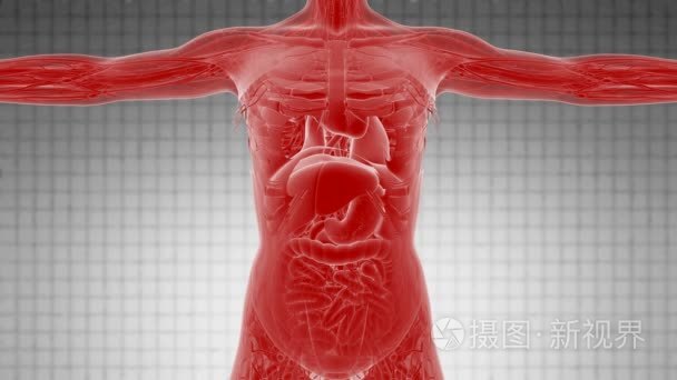 人体循环科学解剖学断层扫描视频