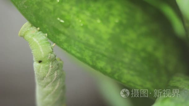 在植物上搞笑绿色的毛虫视频