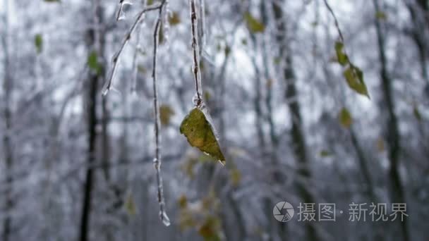 在圣诞节的冬季森林视频