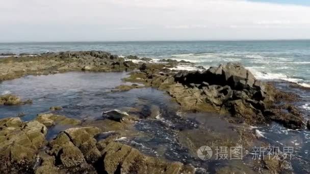 海洋海岸与密封视频