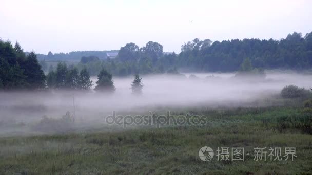 厚厚的雾在暮色中爬行在森林里视频