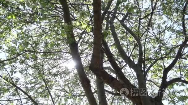 阳光透过树的树枝