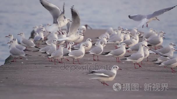 混凝土码头对开海鸥翱翔视频