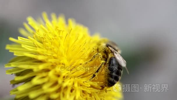 蜜蜂在蒲公英上收集花蜜