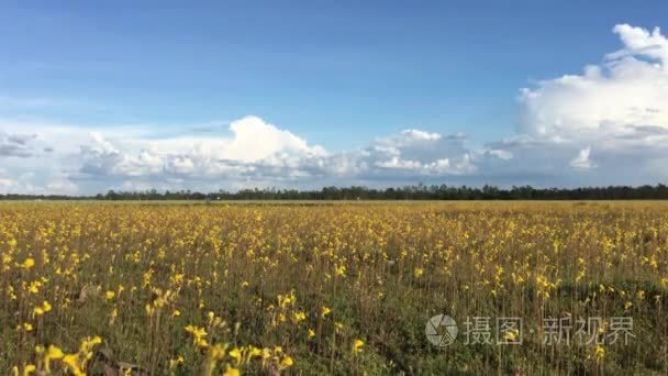 与美丽的黄色花朵春天背景视频