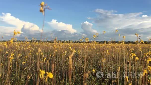 与美丽的黄色花朵春天背景视频