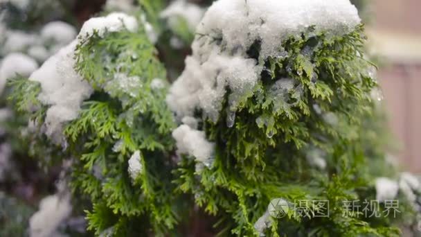 崖柏树枝被雪覆盖着。第一场雪视频