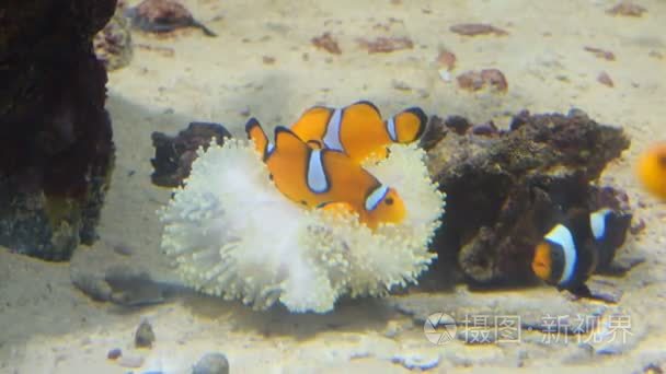小丑鱼和珊瑚。野生动物动物