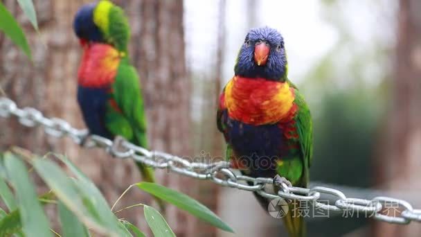 彩虹澳洲鹦鹉鹦鹉栖息在链上视频