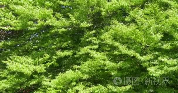 绿树上的叶子视频