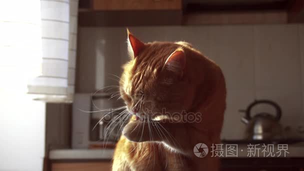 美丽的红猫洗视频