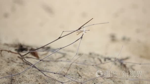 螳螂在沙漠里的草地上视频
