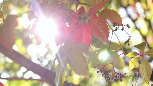 野生葡萄小浆果的叶子。耀眼的阳光透过树的叶子流