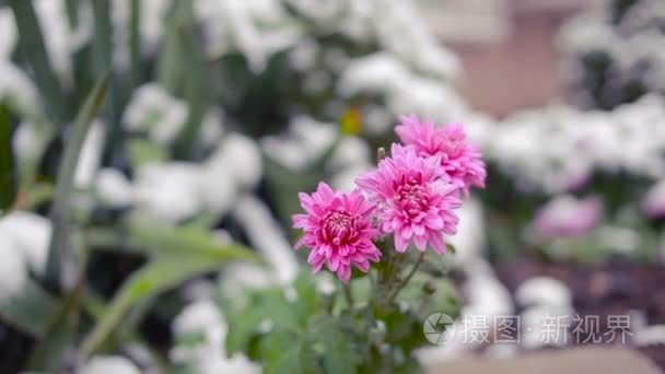 在第一场雪下菊花的花视频