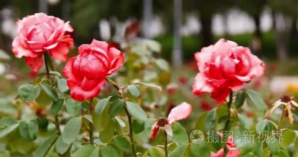 在城市公园花园深粉红色红玫瑰