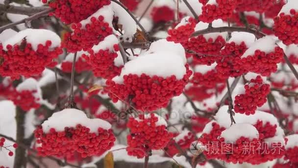冰雪覆盖的红罗文在雪地里的一束束