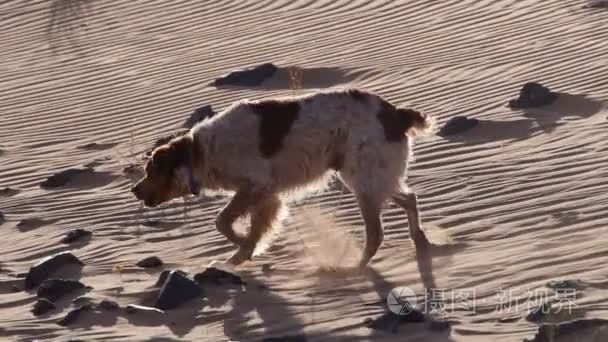 在日落时沙漠寂寞狗奇迹视频