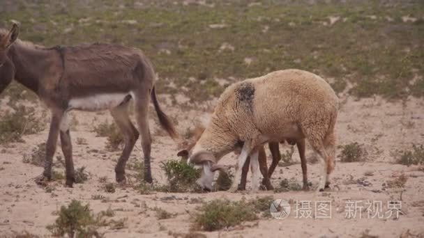 在摩洛哥沙漠附近的绵羊和山羊流动
