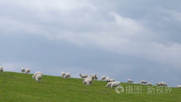 在德国北部的羊群视频