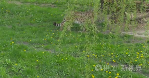 野生猫科动物是在自然猎豹在动物园生物学生态环境保护科学研究观察动物波兰进行树走下