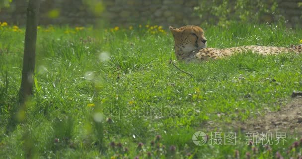 猎豹躺和靠草生物生态环境，保护野生动物和自然观察食肉动物在动物园里的性质