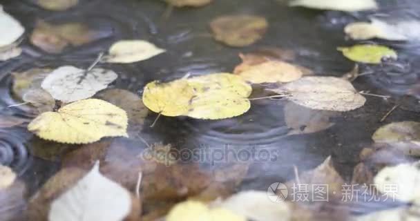 雨滴落在秋天的落叶与水坑