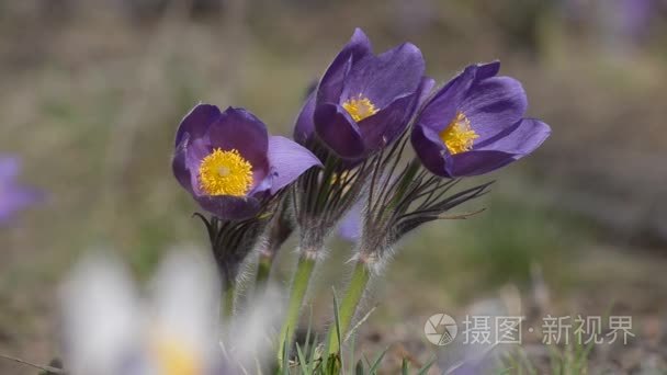 春天雪花莲生长在森林里视频