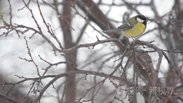 山雀枝头飘落的雪花视频