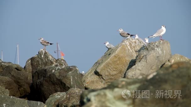 海鸥在海边上视频