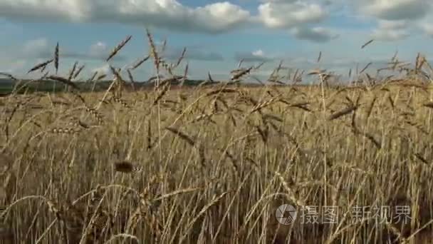 小麦作物在外地对蓝蓝的天空上视频