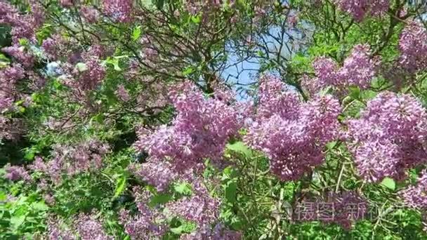 紫色丁香盛开在春天