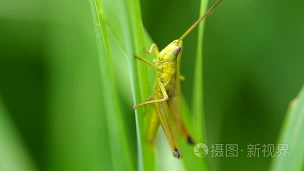 在绿色草地上的蚂蚱视频