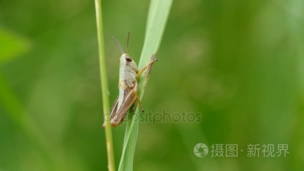 在绿色草地上的蚂蚱视频