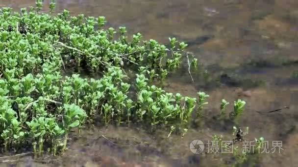 无人机起飞慢动作视频视频