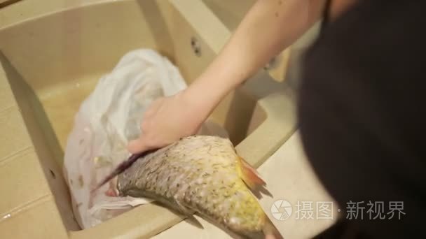 清洗鱼鳞片与一把刀视频