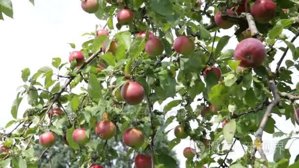 在果园里的苹果树视频
