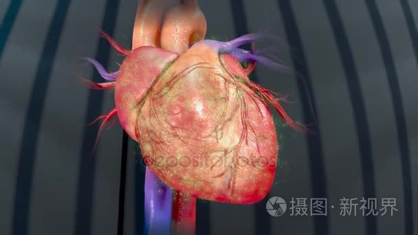 人类心脏跳动短视频