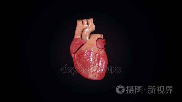 心脏跳动3d动画视频大全