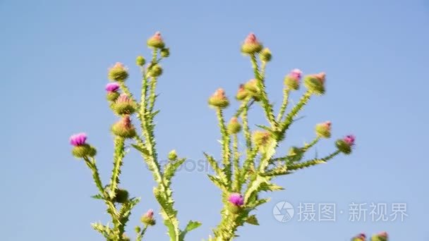 水飞蓟刺对着天空视频