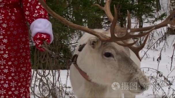 驯鹿的鹿角倾斜向上和向下视频