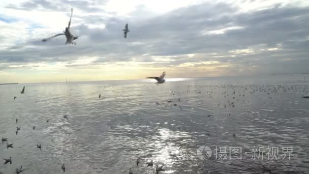在邦浦海鸥鸟视频