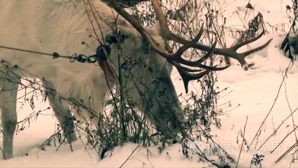 驯鹿在雪地里吃苔藓的大鹿角视频