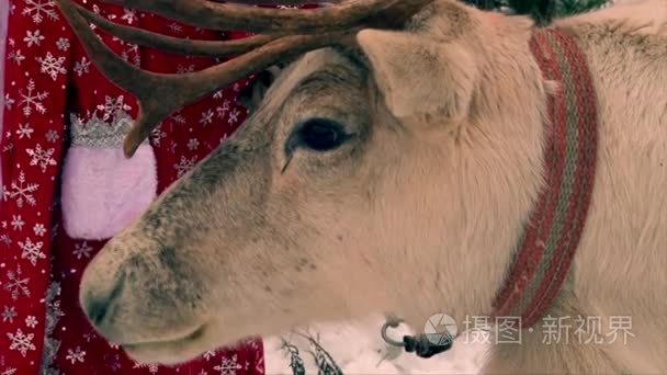咀嚼上圣诞老人的驯鹿服装背景,拍摄的特写短视频