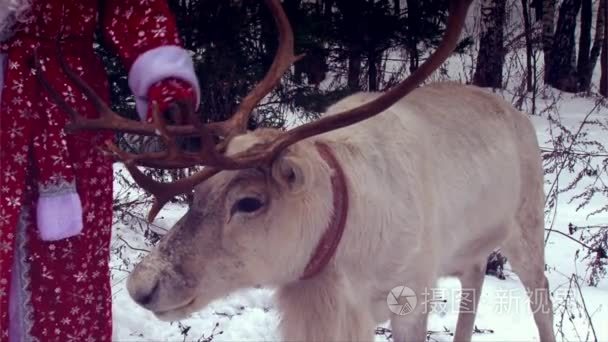 特写驯鹿头大鹿角圣诞老人视频